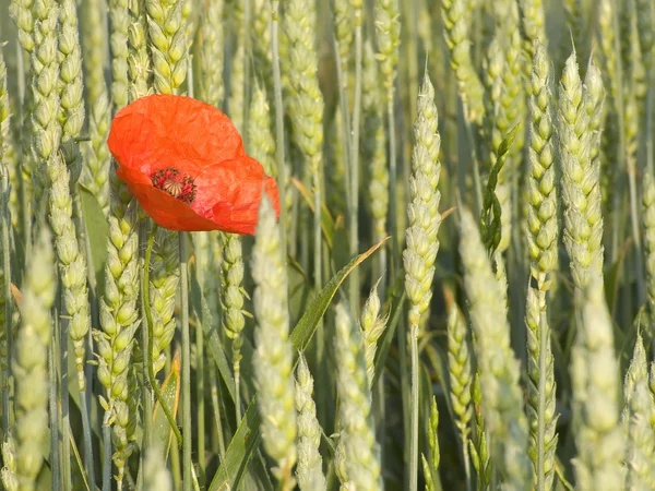 Poppy seed — Stock Photo, Image