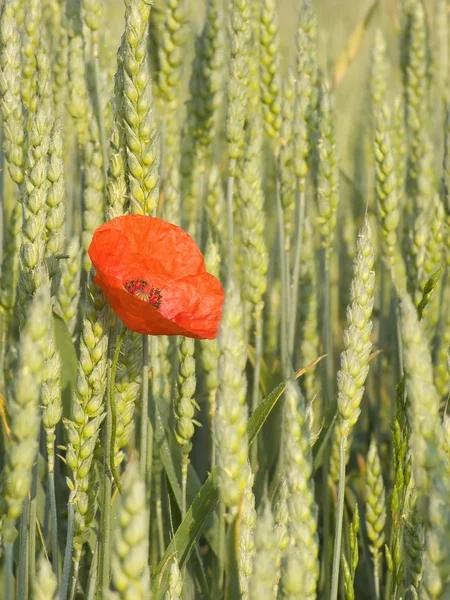 Poppy seed — Stock Photo, Image