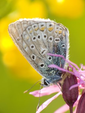 Butterfly clipart