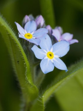 unutmabeni