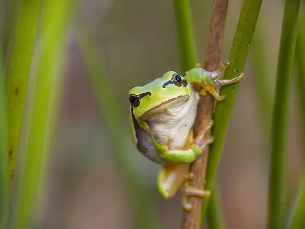 stock image Small frog