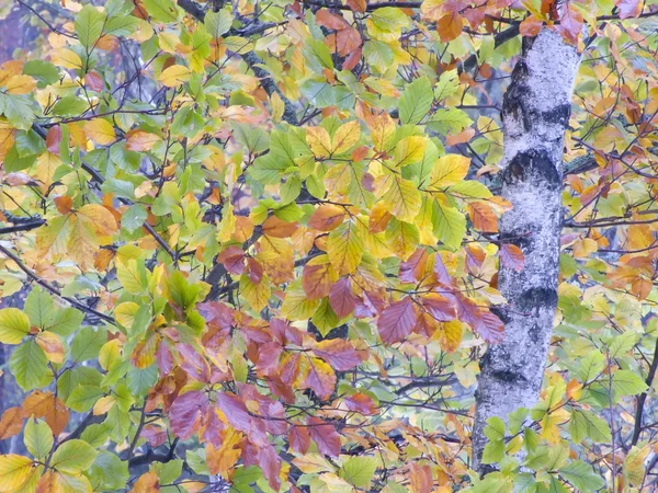 Stock image Autumn leaves