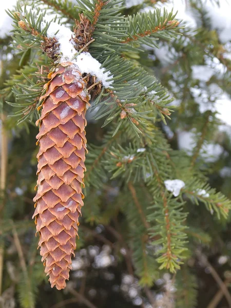 Stock image Cone