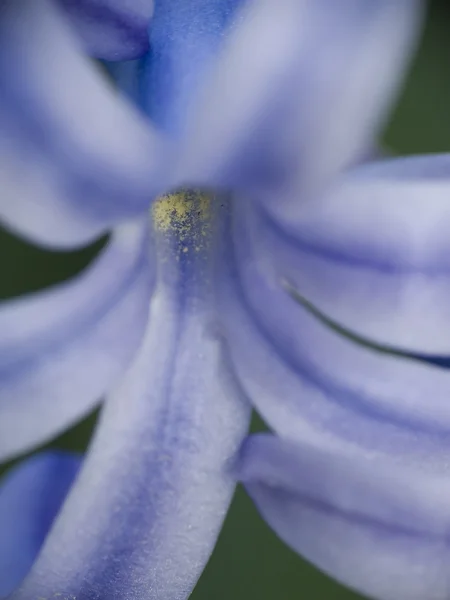 Interior da flor — Fotografia de Stock