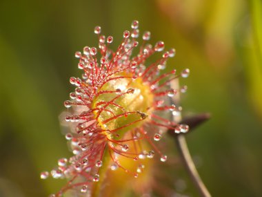 Sundew