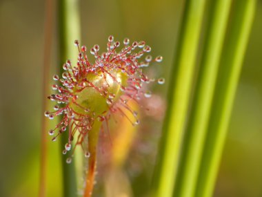 Sundew