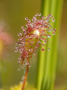 Sundew