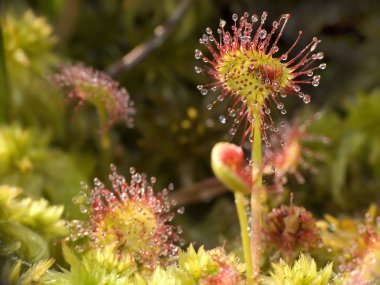 Sundew