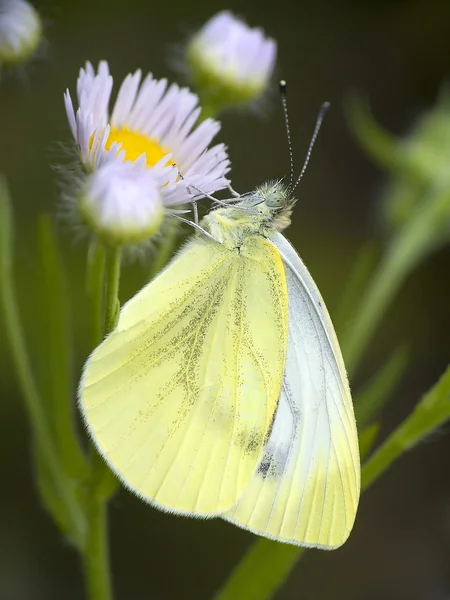 Farfalla — Foto Stock