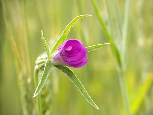 stock image Corn cockle