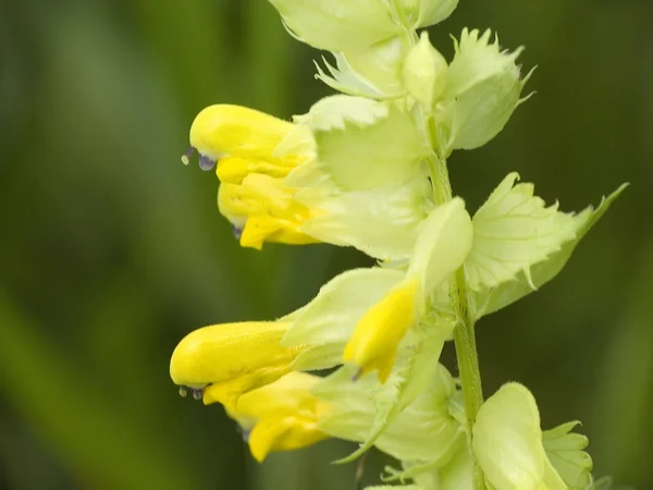 Planta com flores amarelas — Fotografia de Stock