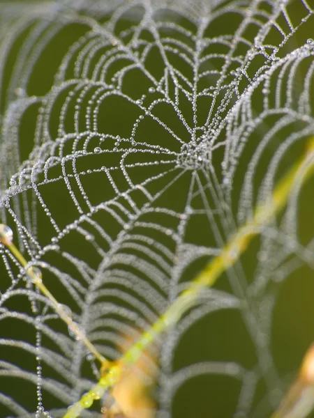 stock image Cobweb