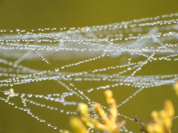 stock image Cobweb