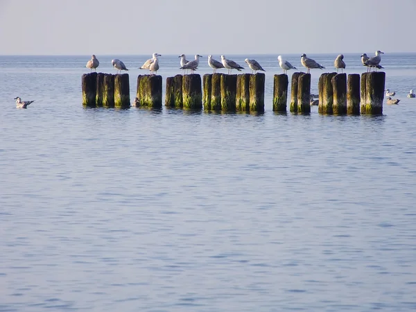Sea. Breakwater and seagulls — Stock Photo, Image