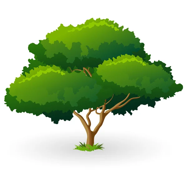 Yeşil ağaç — Stok Vektör
