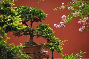 Bonsai clipart