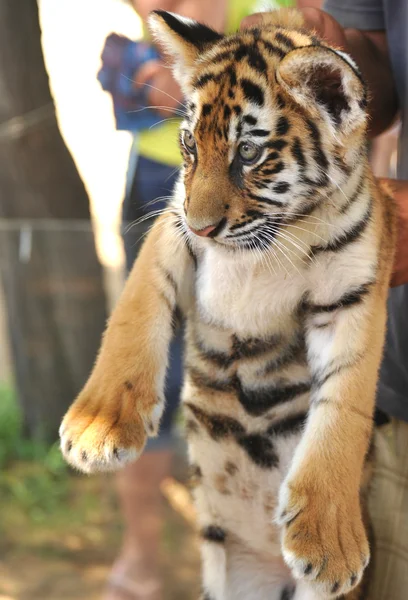 Jovem tigre — Fotografia de Stock