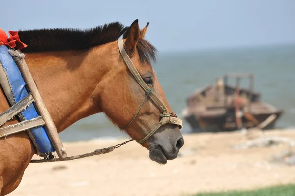 stock image Horse and boat