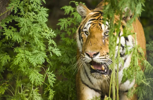Tiger portrait — Stock Photo, Image