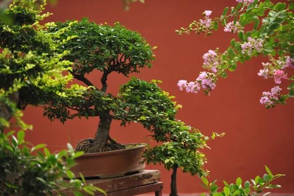 Dei bonsai Foto Stock Royalty Free