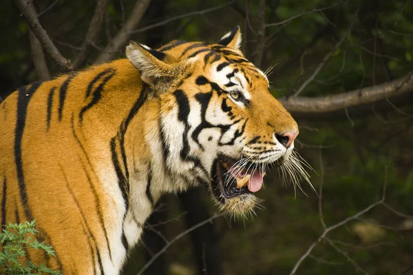 Portrait de tigre Photo De Stock