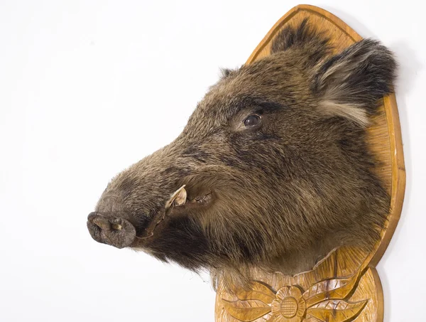Wild boar's head — Stockfoto