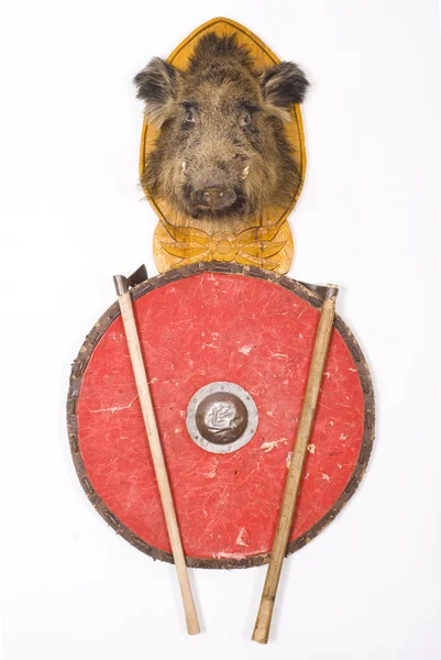 Wild boar's head — Stock Photo, Image