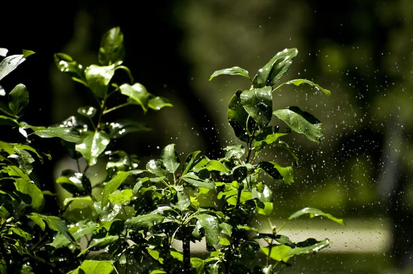 庭を水します。 — ストック写真