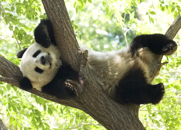 Panda. Imágenes de stock libres de derechos