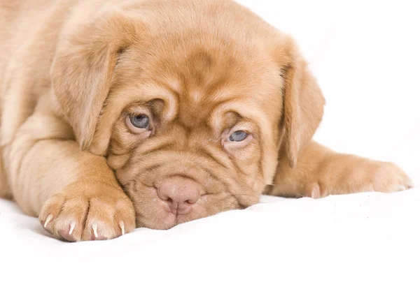 Sevimli köpek yavrusu — Stok fotoğraf