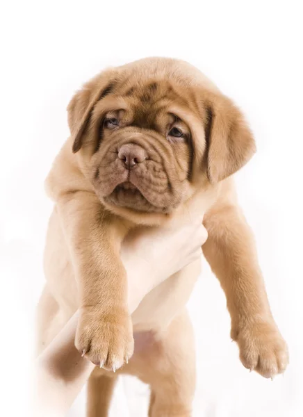 Adorable puppy — Stock Photo, Image