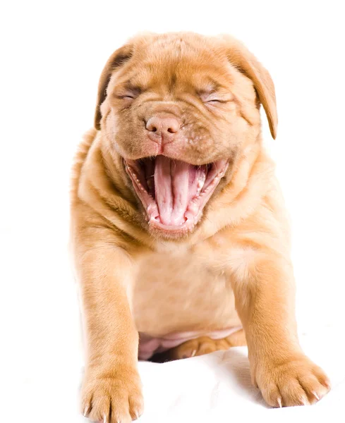 Bom sorriso filhote de cachorro — Fotografia de Stock
