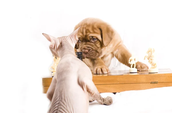 Adorable puppy plays chess with cat — Stock Photo, Image