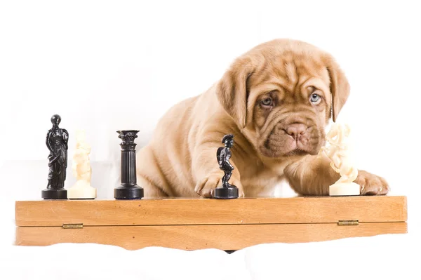 Adorable puppy plays chess — Stock Photo, Image