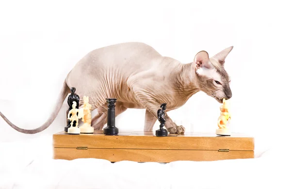 The Canadian sphynx play chess — Stock Photo, Image