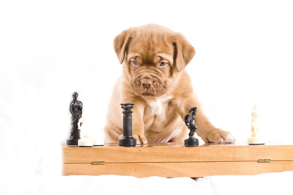 Sevimli köpek yavrusu satranç oynar. — Stok fotoğraf