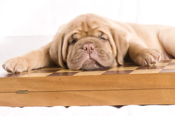 Nice Puppy Sleeping — Stock Photo, Image
