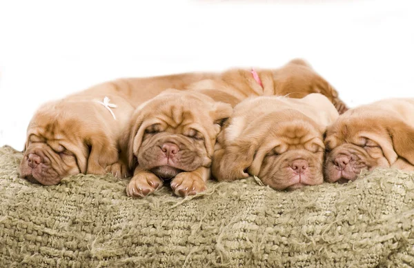 Uyuyan güzel köpek yavrusu — Stok fotoğraf
