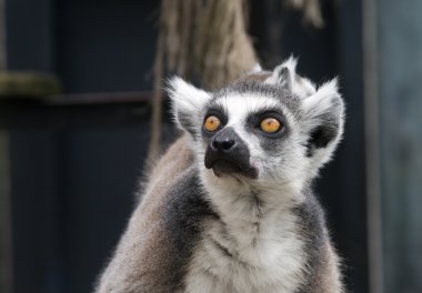 Lemur