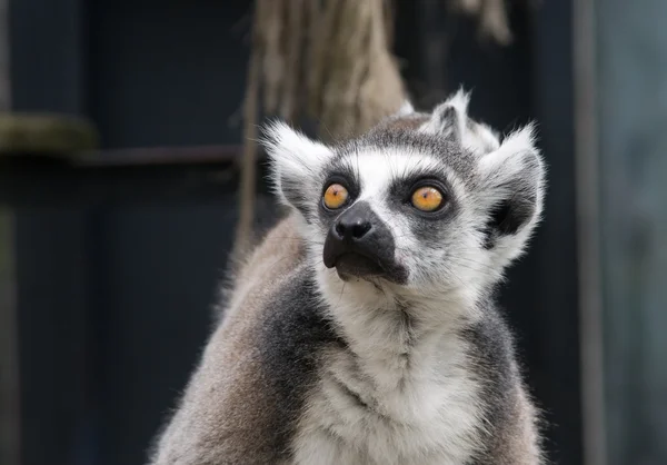 Lemur Stockbild