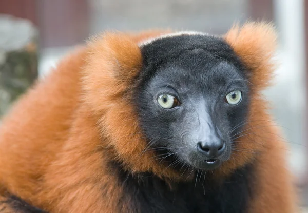 红色狐猴 — 图库照片