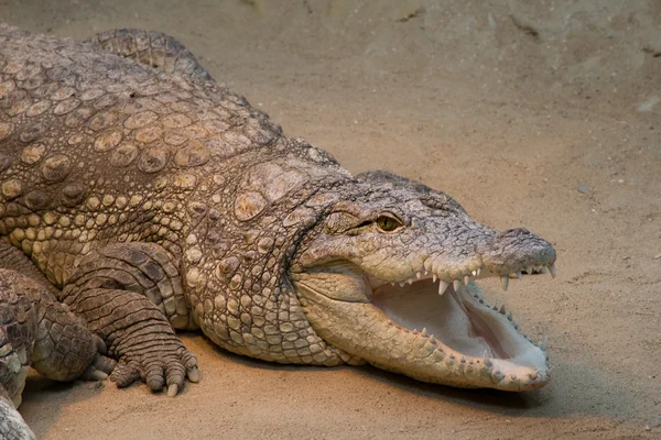 stock image Crocodile