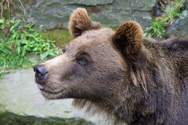 Медведь Стоковое Изображение