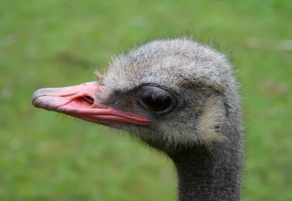 stock image Ostrich