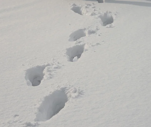 stock image Human tracks