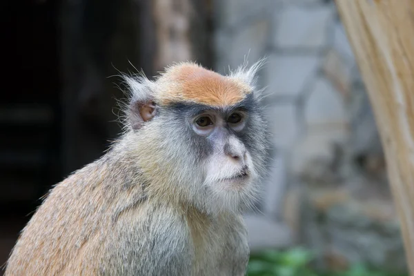 Patas 원숭이 스톡 사진