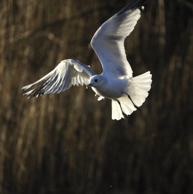 Seagull clipart