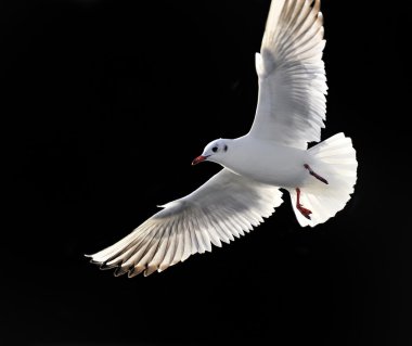 Isolated seagull clipart