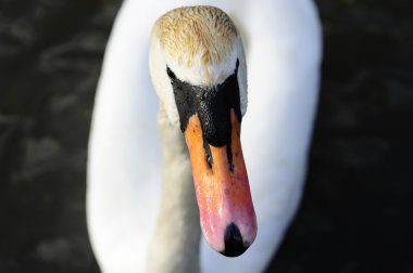 Mute swan clipart