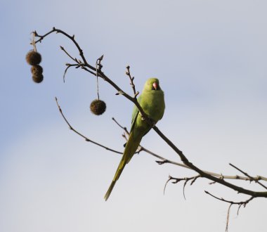 Wild rose ringed parakeet clipart